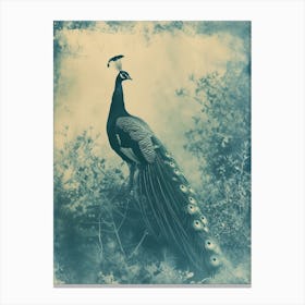 Vintge Photograph Inspired Peacock In A Bush Canvas Print