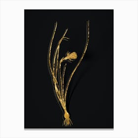 Vintage Daffodil Botanical in Gold on Black n.0033 Canvas Print