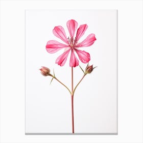 Pressed Wildflower Botanical Art Fire Pink Silene Virginica Flower 1 Canvas Print