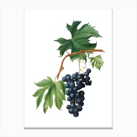Vintage Brachetto Grape Botanical Illustration on Pure White n.0015 Canvas Print