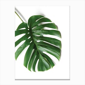 Tropical Leaf Canvas Print