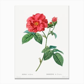 French Rose, Pierre Joseph Redoute Canvas Print