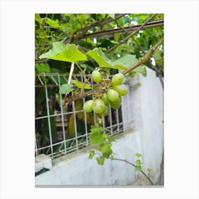 Grapes On The Vine Canvas Print