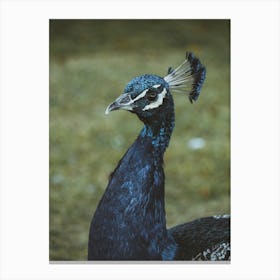 Peacock 1 Canvas Print