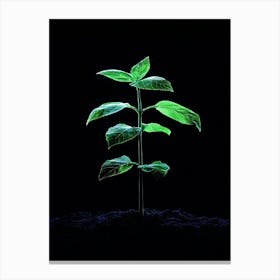 Small Green Plant In The Dark 1 Canvas Print