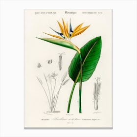 Bird Of Paradise (Strelitzia Reginae), Charles Dessalines D'Orbigny Canvas Print