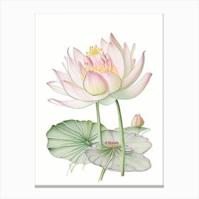 Water Lily Floral Quentin Blake Inspired Illustration 3 Flower Canvas Print