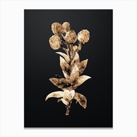 Gold Botanical Cudweeds on Wrought Iron Black Canvas Print