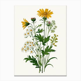 Vintage Botanical Galleria Style Wildflower Painting 17 Canvas Print