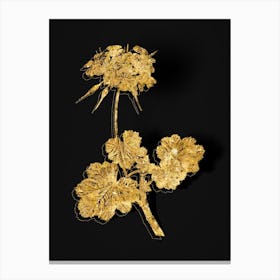 Vintage Scarlet Geranium Botanical in Gold on Black n.0284 Canvas Print