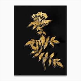 Vintage Jasmin Officinale Flower Botanical in Gold on Black n.0281 Canvas Print