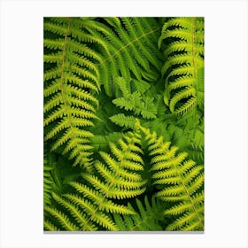 Pattern Poster Leatherleaf Fern 4 Canvas Print