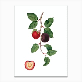 Vintage Apricot Botanical Illustration on Pure White Canvas Print