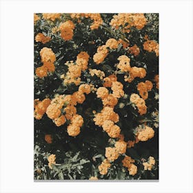 Orange Mums Canvas Print