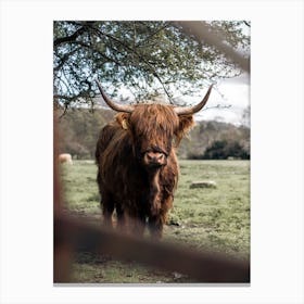 Highland Cow In Scotland Canvas Print