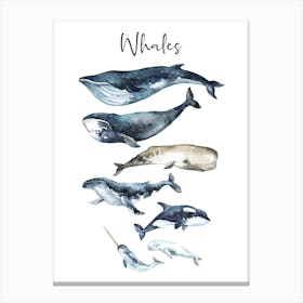 Whale Sizes Canvas Print