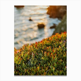 Ice Plant Sunset Canvas Print