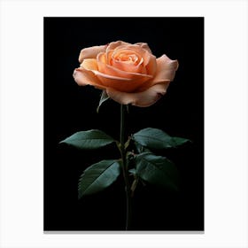 Peach Rose 1 Canvas Print