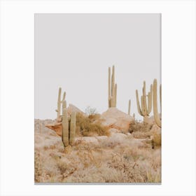 Sonoran Desert Canvas Print