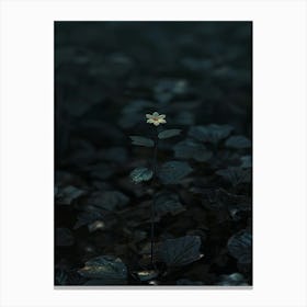 Dark Flower 28 Canvas Print