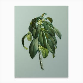 Vintage Spurge Laurel Weeds Botanical Art on Mint Green n.0708 Canvas Print