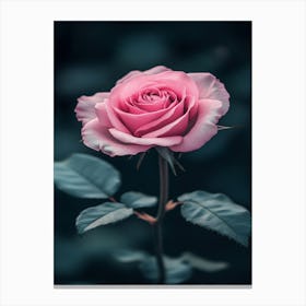 Pink Rose 13 Canvas Print