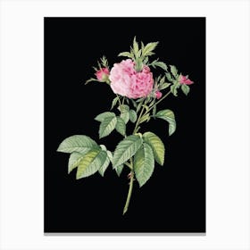 Vintage Pink Agatha Rose Botanical Illustration on Solid Black n.0891 Canvas Print