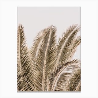 Desert Palm Canvas Print