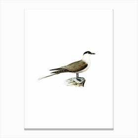 Vintage Long Tailed Jaeger Bird Illustration on Pure White n.0066 Canvas Print