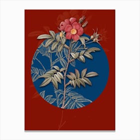Vintage Botanical Rosa Redutea Glauca on Circle Blue on Red n.0308 Canvas Print