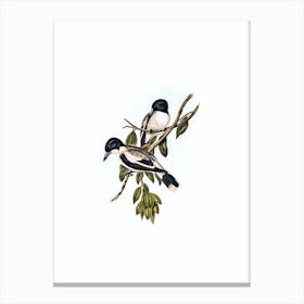 Vintage Silvery Backed Butcher Bird Bird Illustration on Pure White n.0029 Canvas Print