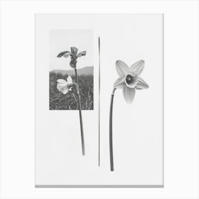 Daffodil Flower Photo Collage 5 Canvas Print