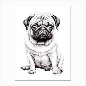 Pug Dog, Line Drawing 1 Canvas Print
