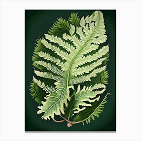 Soft Shield Fern 2 Vintage Botanical Poster Canvas Print