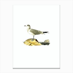 Vintage Common Gull Bird Illustration on Pure White n.0197 Canvas Print