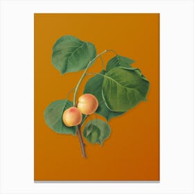 Vintage Yellow Apricot Botanical on Sunset Orange n.0745 Canvas Print