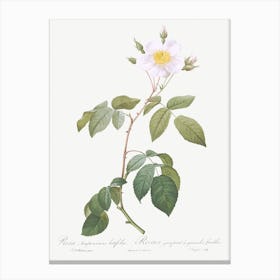 Big Leaved Climbing Rose, Pierre Joseph Redoute Canvas Print