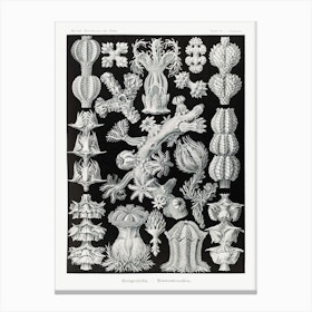 Gorgonida Rindenkorallen, Ernst Haeckel Canvas Print