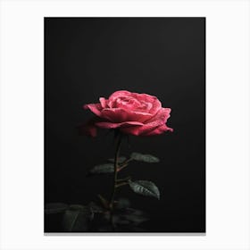 Pink Rose On Black Background 1 Canvas Print