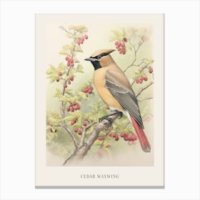 Vintage Bird Drawing Cedar Waxwing 1 Poster Canvas Print