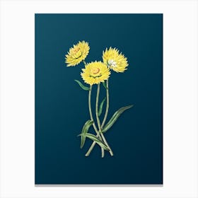 Vintage Helichrysum Flower Branch Botanical Art on Teal Blue n.0018 Canvas Print