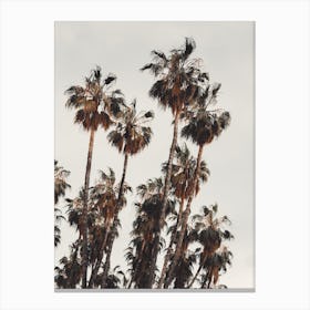 Palm Tree Grove Canvas Print