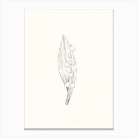 Lily Of The Valley Ink Drawing Canvas Print