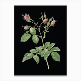 Vintage Evrat's Rose with Crimson Buds Botanical Illustration on Solid Black n.0208 Canvas Print