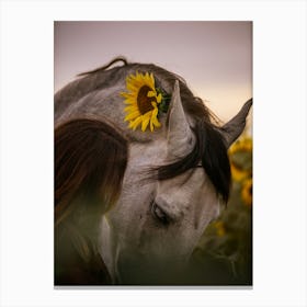 Sunflower - Bruges Belgium horse close up photo print - moody animal photography art Canvas Print