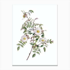 Vintage Reddish Rosebush Botanical Illustration on Pure White n.0539 Canvas Print