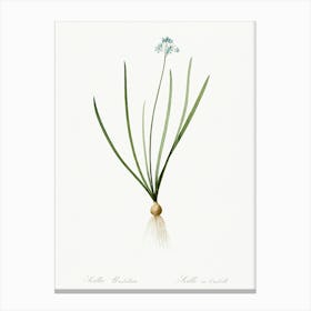 Spring Squill Illustration From Les Liliacées (1805), Pierre Joseph Redoute Canvas Print