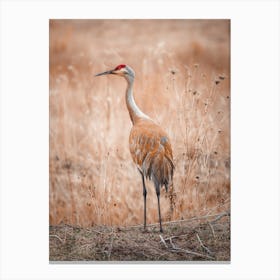 Sandhill Crane Canvas Print