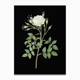 Vintage White Rose of Rosenberg Botanical Illustration on Solid Black n.0012 Canvas Print