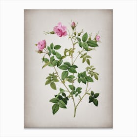 Vintage Pink Flowering Rosebush Botanical on Parchment n.0440 Canvas Print